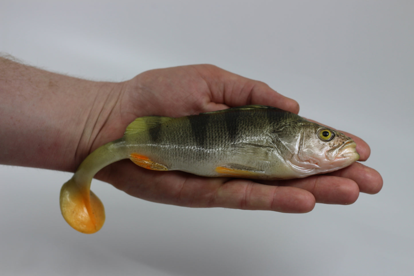 Tomy's Baits Perchoski