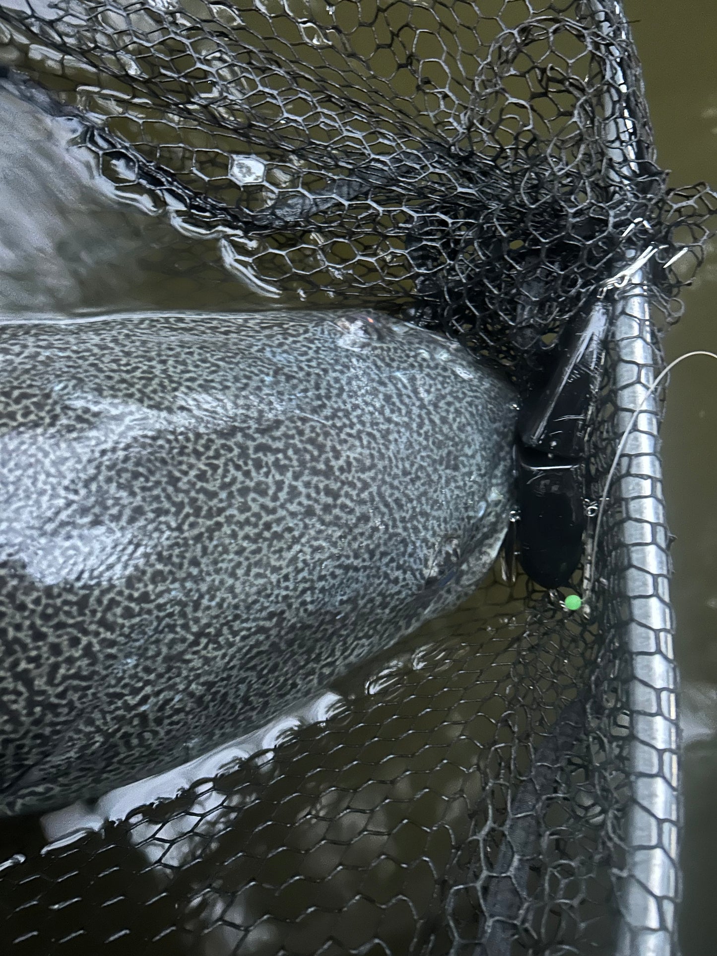 Coban Cod Crawler