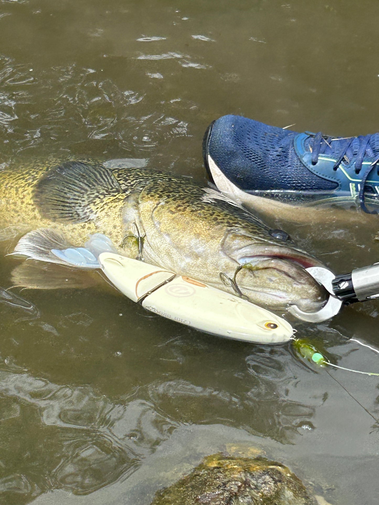 Orosi 210 Timber Glide Bait