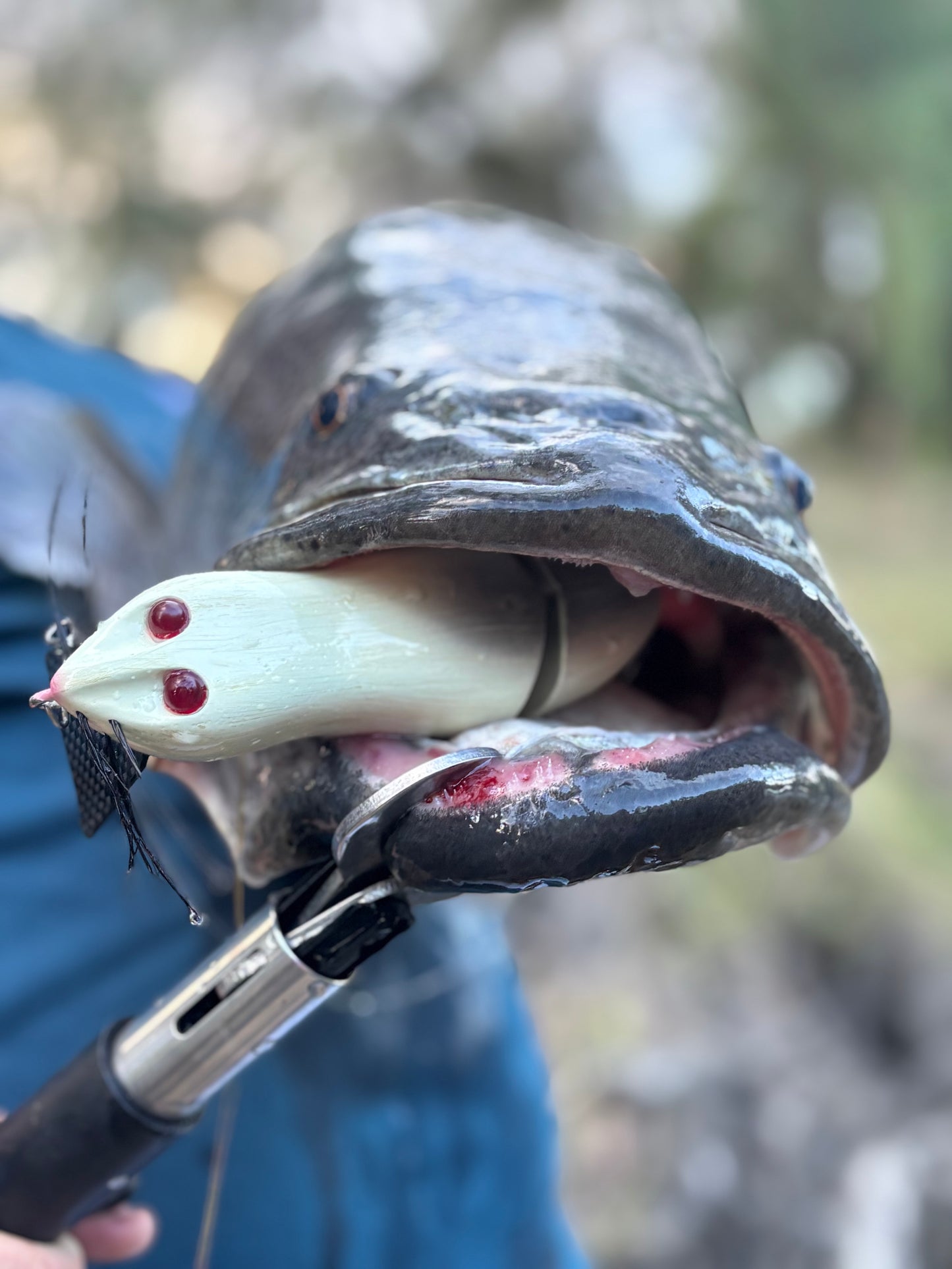 Baby Possum Wake Bait